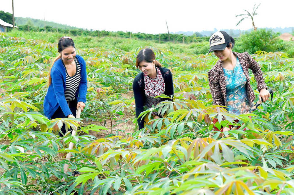 Người dân chăm sóc cây mì